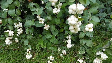 How To Grow The Snowberry Symphoricarpos Albus The Garden Of Eaden