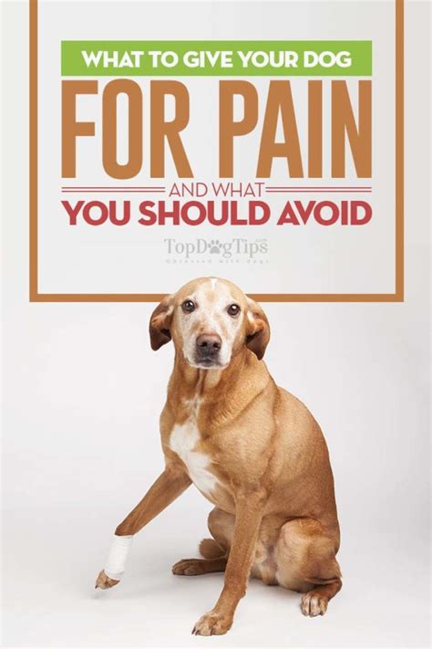 What Can I Give My Dog For Pain Science Based Overview Of Pain Relief