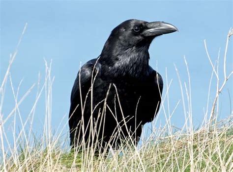 Corvus Corax Raven Identification Guide