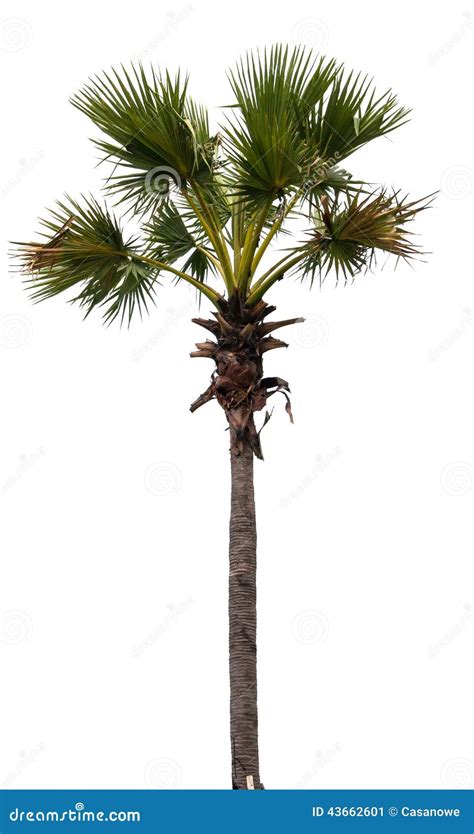 Plam Tree On Isolate White Background Stock Image Image Of Tropical