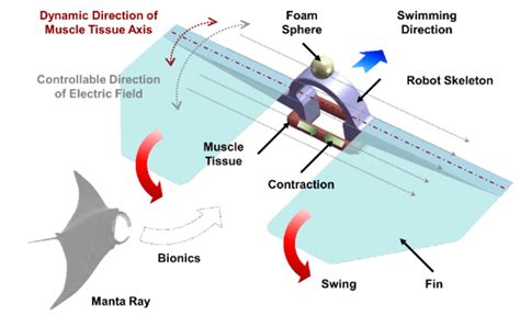 A Manta Ray Inspired Biosyncretic Robot With Stable Controllability By