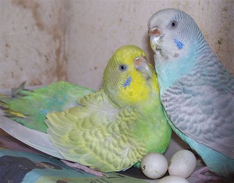 Parakeet Eggs Nesting And Breeding Parakeets Guide Omlet Us