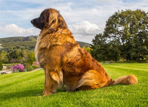 The Ultimate Info About Leonberger Puppy Dog Which Includes Leonberger