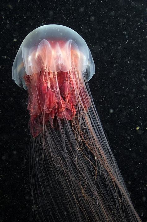 They have 8 bunches of them that. Lion's Mane Jellyfish Photograph by Alexander Semenov