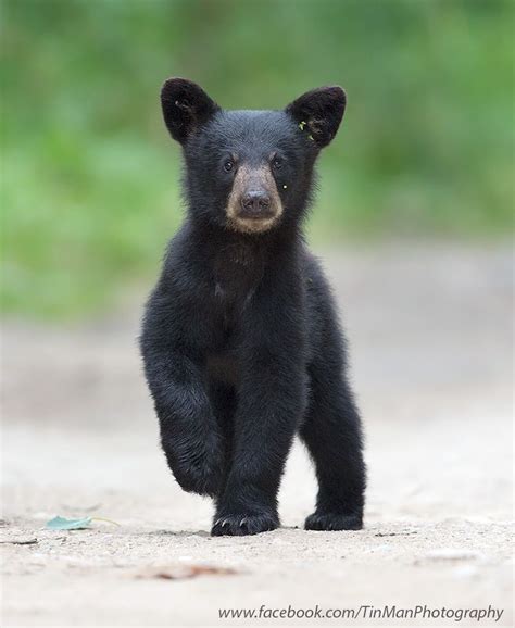 Via 500px A Curious Black Bear Cub By Tin Man Bear Cubs Panda Bear