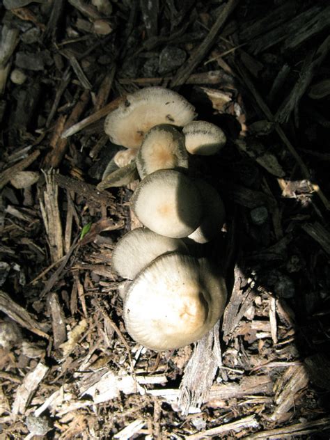 Mushroom Hunting The Newly Sodded Library In San Antonio Flickr