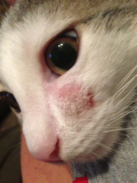 My Cat Has A Red Spot On His Face But I Dont Know What It Is Cats