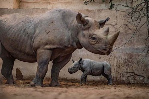 Chester Zoo Welcomes A Critically Endangered Black Rhino Baby