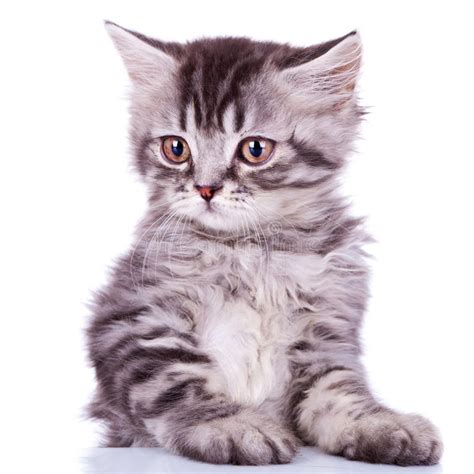 Cute Silver Tabby Baby Cat Stock Image Image Of Abstract