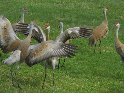 Lesser Sandhill Crane April Bird Of The Month 2018 Kachemak Bay Birders