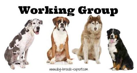 Which Dogs Are In The Working Group
