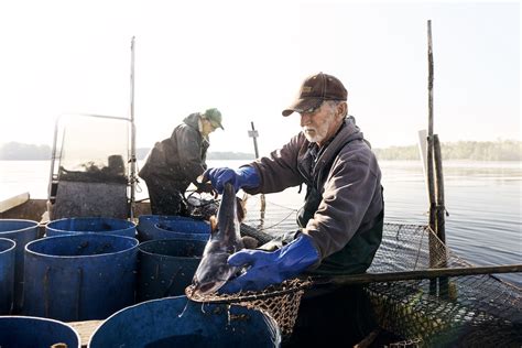 Sound and home entertainment systems. Catfish | Locals Seafood