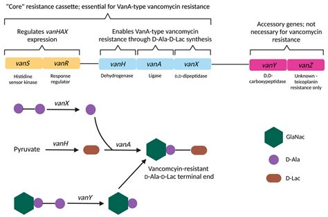Vancomycin Resistance In Enterococcus And Staphylococcus Aureus Encyclopedia Mdpi