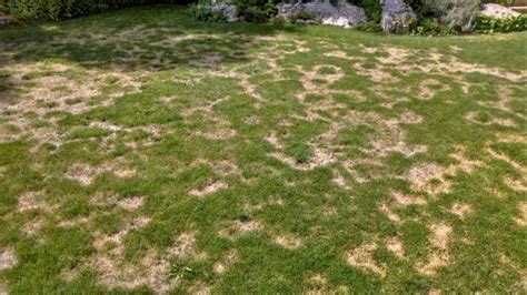 When the plant is weak, and the temperature and relative humidity are favorable for fungal growth, red thread will appear and continue. How to Treat Lawn Fungus Naturally - Lawn Pest Control