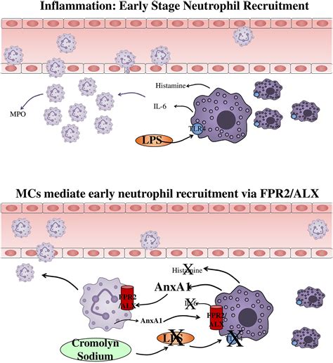 Mast Cells Mediate Early Neutrophil Recruitment And Exhibit Anti