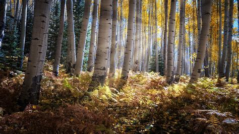 Desktop Wallpapers Rays Of Light Birch Autumn Nature Forest Trees