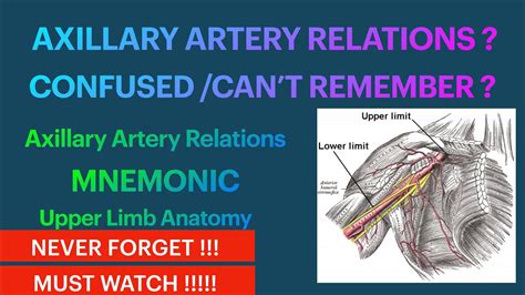 Axillary Artery Relations Mnemonic Upper Limb Anatomy Youtube
