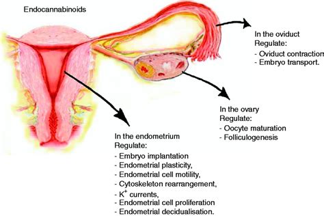 Learn about the female reproductive system's anatomy through diagrams and detailed facts. The endocannabinoid pathway and the female reproductive ...