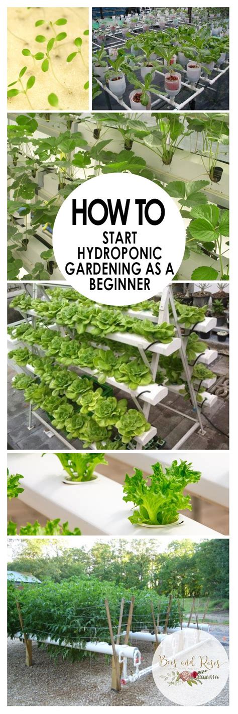 How To Start Hydroponic Gardening As A Beginner Bees And Roses