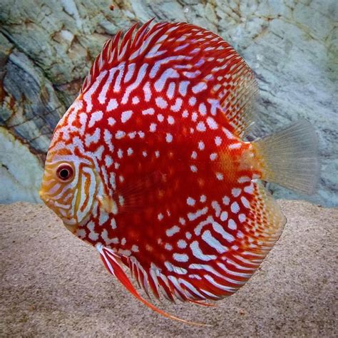 Pin By Marti Kelly On Fishies In 2020 Discus Fish Aquarium Fish