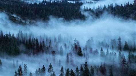 Download Wallpaper 2560x1440 Trees Forest Fog Qhd Background
