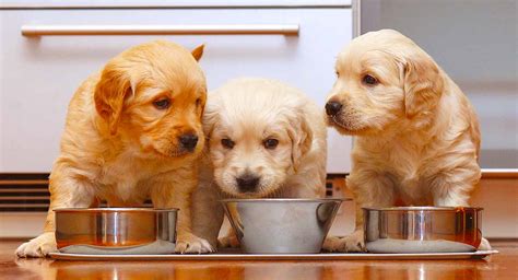 When you know how much to feed a puppy each day, you can decide how many meals you'll serve daily, which will help you figure out how much food to give at every meal. Feeding a Golden Retriever Puppy: Your Goldie Feeding Guide