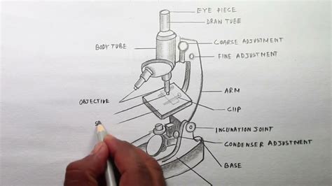 How To Draw Light Or Compound Microscope Step By Step Microscope