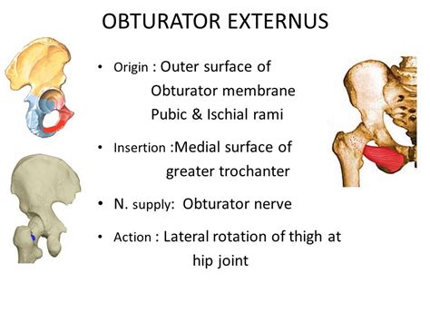 Obturator Internus And Externus Muscles