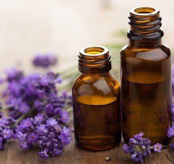 Despite that amazing ability to sense scents, felines don't have an enzyme called glucuronyl transferase (usually this set contains some of the best essential oils for pets, including lavender and frankincense. Is Lavender Oil Safe For Cats? The Dangers Of Lavender For ...
