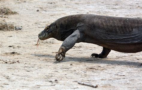 Komodo — (i just) died in your arms (original extended mix). Bizarre Video Shows Komodo Dragon Walking Down Beach ...