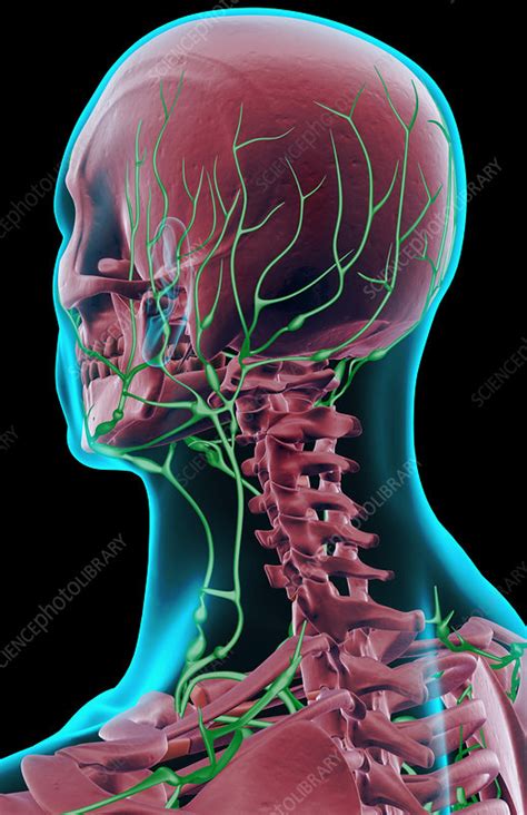 The Lymph Supply Of The Head And Neck Stock Image F0019115