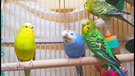 27 Min Help Parakeets Sing By Playing This Cute Budgies Chirping