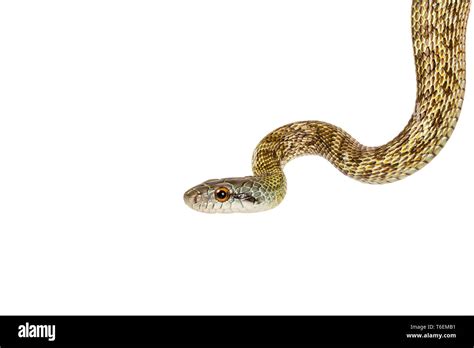 Serpiente Sobre Fondo Blanco Fotografías E Imágenes De Alta Resolución Alamy