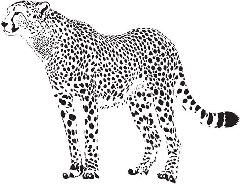 Cheetah Leopard Clip art - Cheetah Silhouette Cliparts png ...