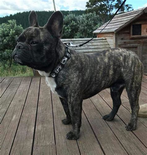 Female french bulldogs needing studs has 4,442 members. Purebred French Bulldog Stud Services - Snub Nosed K9's ...