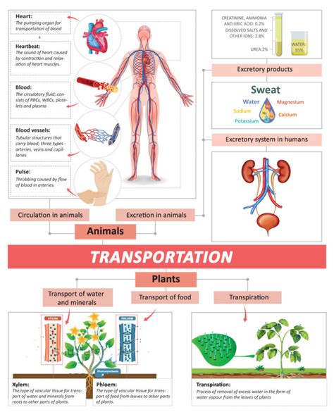 Needed Substances Are Carried To The Body Cells By