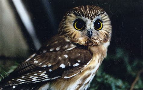 Beautiful Owl Brown Big Eyes Beautuful Owl Amimals Birds Hd
