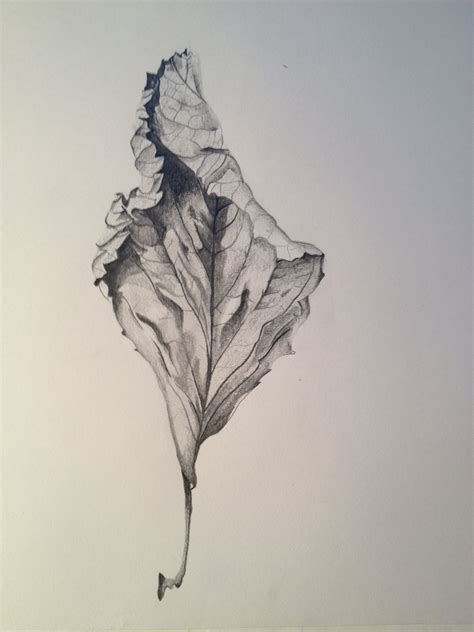 Pin By Lillie Lewis On Drawings And Art Leaves Sketch Pencil