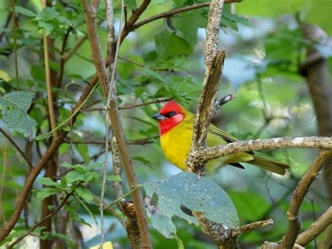 Red Headed Tanager Ebird