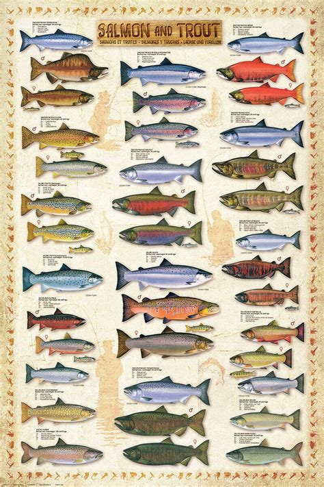 Sport Fly Fishing Salmon And Trout 17 Species Wall Chart Poster Ebay