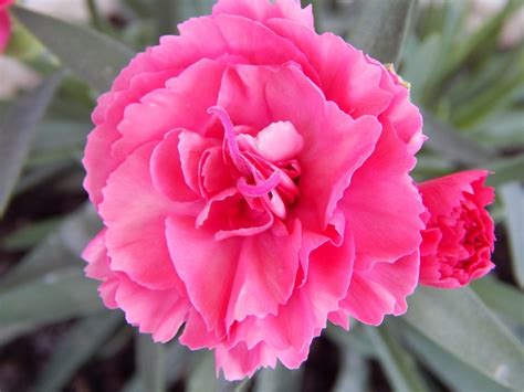 Bright Pink Flowers Closeup Free Image Download