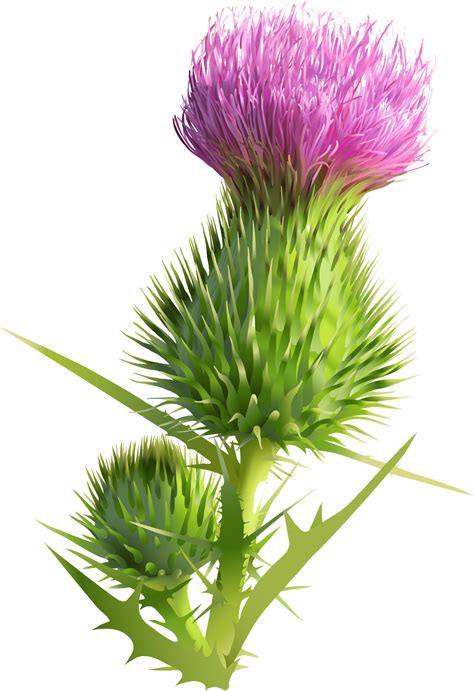Scottish Thistle Clip Art Png Download Large Size Png Image Pikpng
