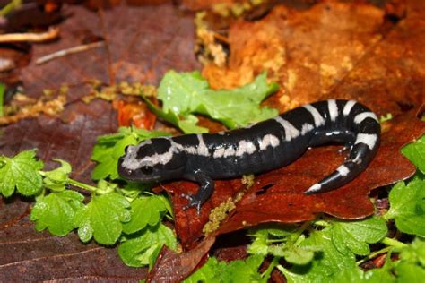 Do Salamanders Newts Make Good Pets Facts FAQ Pet Keen
