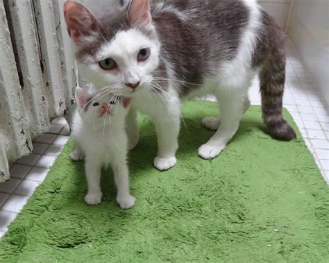 Rescue Cat Mom Adopts Tiny Motherless Kitten Top13