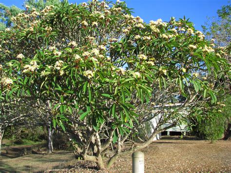 Plumeria Rubra Yellow Flowered Cultivar Tanetahi Flickr