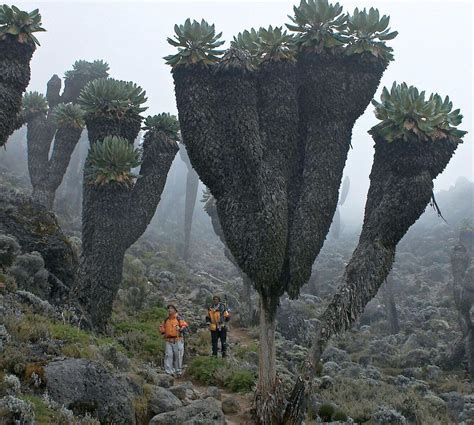 Giant Groundsels Prehistoric Plants Found On Top Of Mt Kilimanjaro R