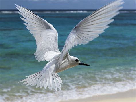 Seagull Flying On The Beach New Hd Wallpapers All Hd Wallpapers