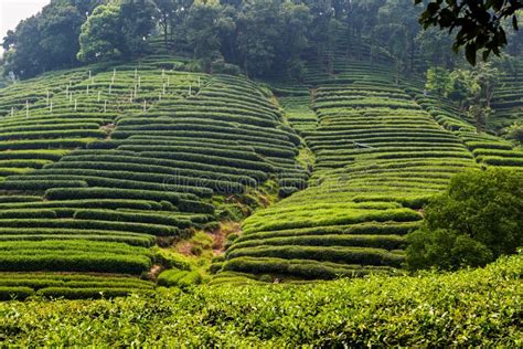 Tea Plantation In China Stock Image Image Of Growing 44222743