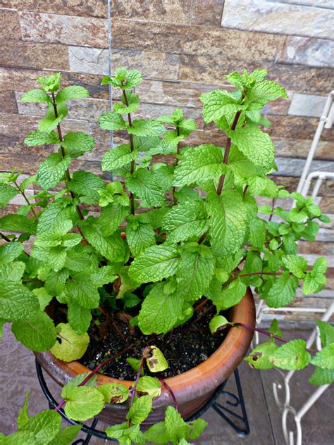 How To Plant Mint in a Pot | Yard Landscape Design