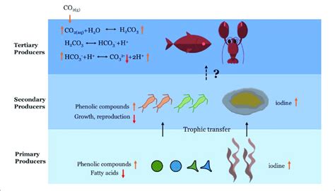 Conceptual Diagram Showing The Food Chain Effects Of Ocean Download Scientific Diagram
